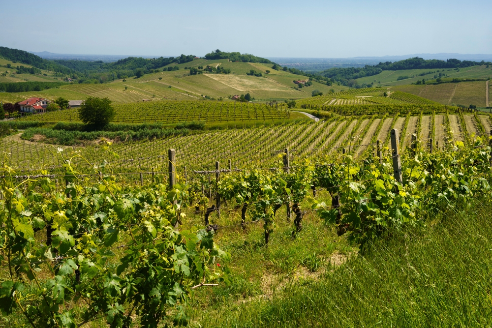 vigneti monferrato